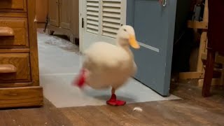 The Original Running Duck classic viral video [upl. by Onder]