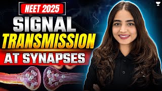 Signal Transmission at Synapses  Neural Control and Coordination NEET 2025  Apeksha Singh neet [upl. by Oicul]