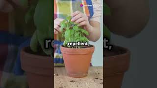 Top Tips To Control Insects at Home insects fyp homeworklance shorts insectsolution [upl. by Aleakam]