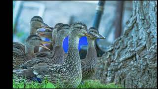 Mother Mallard Duck and babies released by PROWLS [upl. by Lilahk364]