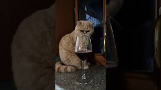 Cat and wine in blue night cats cat cute wine jazz music [upl. by Esiuol]