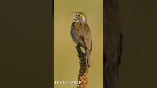 The dickcissel Spiza americana singing songs [upl. by Veda923]