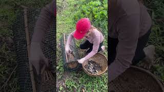 Amazing Fish Trapping Skills [upl. by Tab977]