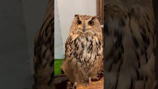 Why Owls Cannot Rotate Thair Eyes shorts [upl. by Dlorej]