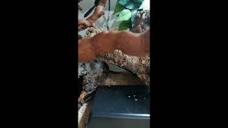 Stunning Corn Snake Enclosure cornsnake reptile setup habitat artificialplants snake [upl. by Tillman]