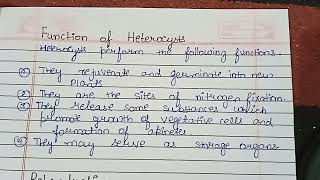 What is Heterocyst  Heterocysts StructureFunctionDevelopment in detail [upl. by Kcirdneh]