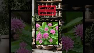 How to Use American Spikenard for Natural Healing  Powerful Plant Remedies alternativemedicine [upl. by Almeta]