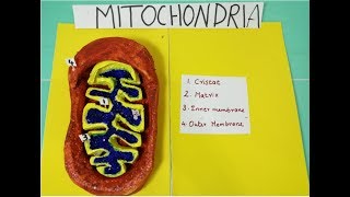 Mitochondria 3D Model  Science School Project For Students  The4Pilars [upl. by Krahmer]