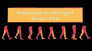 Explaining the Gait Cycle for the NPTE [upl. by Wadesworth]