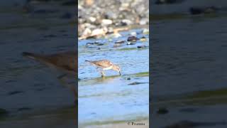 Temmincks Stint Calidris temminckii subscribe wildlife migratorybird bagichaibulbuli [upl. by Prospero]