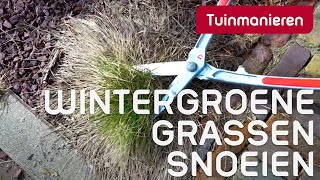 Wintergroene grassen snoeien na de winter Hoe doe je dat  Tuinmanieren [upl. by Dash]