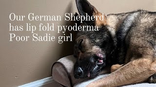 Our German Shepherd has lip fold pyoderma Poor Sadie girl [upl. by Hcib]