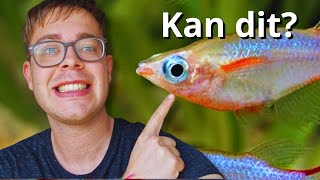 Koudwater Vissen Voor Een Onverwarmd Aquarium Geen Gedoe [upl. by Hakaber]