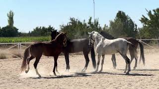 Turkish Rahvan Horses Body Language [upl. by Nawj751]