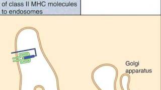 The Class II MHC Pathway of Antigen Presentation [upl. by Farrow]