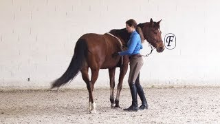 Pre Colt Starting Exercise 9 Yield the Hindquarters [upl. by Anomar339]