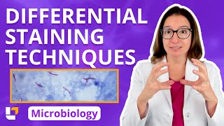 Differential Staining Techniques  Microbiology for PreMed Nursing amp Health Care ​⁠ leveluprn [upl. by Rabassa]