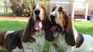 Maple Street Bassets Kennel Video [upl. by Mcdade]