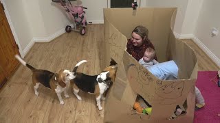 Hiding from my dogs in a giant box  Funny beagles playing with owners [upl. by Emmott]