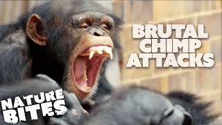 Most BRUTAL Chimp Attacks at the Zoo  Nature Bites [upl. by Lamahj]