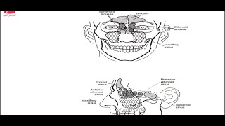 الجيوب الأنفية بالمختصر المفيد  paranasal sinuses [upl. by Yerahcaz688]