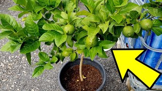 REVELAN como HACER que tus CÍTRICOS tengan frutos en pocas semanas Trucos para limoneros  Plantas [upl. by Afihtan15]