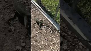 3 iguanas caught by hand after epic chase shorts iguana lizard animals chase reptiles [upl. by Ehrsam]