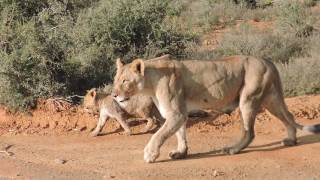 Lioness and tiny cubs walking past our car [upl. by Shepherd]