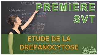 Etude à différentes échelles phénotypiques de la drépanocytose  SVT  1ère  Les Bons Profs [upl. by Sutsuj156]