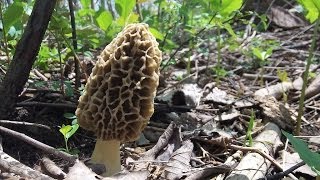 How To Find Morel Mushrooms Early Season in Michigan [upl. by Minsk]