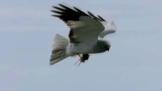 The Hen Harrier [upl. by Clary]