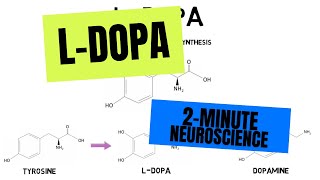 2Minute Neuroscience LDOPA [upl. by Aisad]