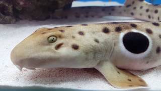 Epaulette Shark [upl. by Siusan]