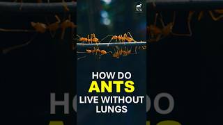 How Ants Breathe Without Lungs  Wild In A Minute  Ant Facts  Lungs  Biology  Nature Secrets [upl. by Assenad]