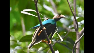 大跳求偶舞的 幡羽天堂鳥 Standardwing Bird of Paradise [upl. by Charleen]