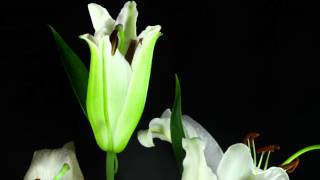 שושן צחור פורח  blooming white lily [upl. by Felty]