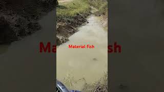 material of fisher fieldoh very fishssokhomteach sokhombloger Bsokhom Animalsshocute [upl. by Nivla]