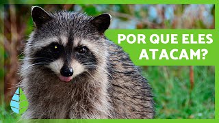 Os GUAXININS são AGRESSIVOS 🦝  Ataques de guaxinim contra pessoas [upl. by Yemrots522]