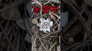 반갑다 방귀야 Geastrum Triplex Herald for the Rush of Pine tree Mushrooms amp Shingled Hedgehog [upl. by Winonah]