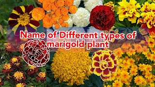 name of different types of marigold flowers various mTypes of Marigolds to Brighten Up Your Garden [upl. by Betti560]