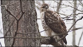 Redtailed Hawk Juvenile 11302024 HD [upl. by Hidie]