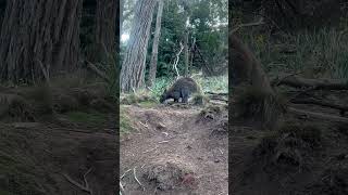 Tasmania chairlifts Launceston [upl. by Codd]