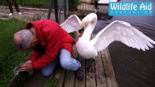 Cygnet rescue  Simon beaten up by an angry swan [upl. by Picker]