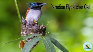 Paradise Flycatcher Call  Male amp Female voice। USP BIRDS । Wildlife Photography । Ujjal Sarkar [upl. by Yenahs]