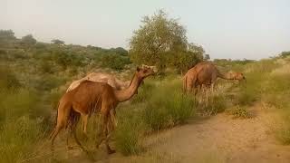 Camel 🐪🐪eating grass camelcamel viralvideo youtube desert [upl. by Koppel104]