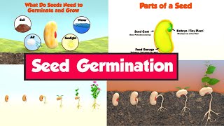 What Is Seed Germination  SEED GERMINATION  Plant Germination  Dr Binocs Show  Peekaboo Kidz [upl. by Bilek690]