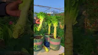 Potted lettuce plants growing in containers outdoors on a rooftop lettuce rurallife gardening [upl. by Skoorb]