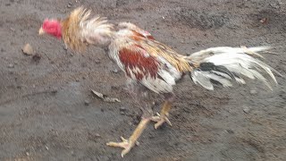 ayam birma kelabu line morena t3w4sk3n ayam pakhoy maneedaeng  produk lokal ternyata berkualitas [upl. by Dafna34]