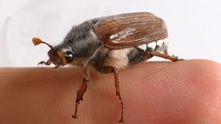 Large cockchafer beetle climbs on my fingers [upl. by Mailliwnhoj]