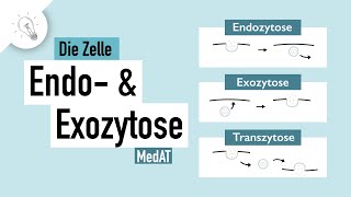 Stofftransport Teil II Endozytose amp Exozytose  MedAT  Biologie [upl. by Mulligan]